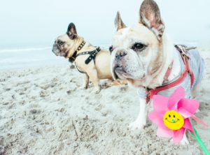dogs on the beach EH3FY54 Pepper Paws Pepper Paws Hunde am Strand