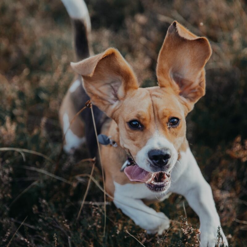 rennender Hund